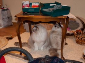 Ragdoll müssen überall dabei sein, wenn was los ist...