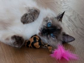 Selbsgemachte Maus mit Katzenminze