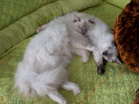 Amidala - das Kissen von Cherry