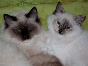 Zeno und Amidala - hier 4 und 5 Monate alt