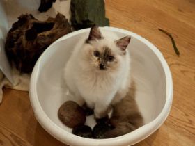 Amidala will beim Aquarium saubermachen helfen