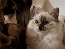 Amidala 4 Monate alt