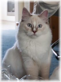 Indy8Monate2 lilac mitted.jpg