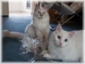 IndyNeko8Monate (1).jpg