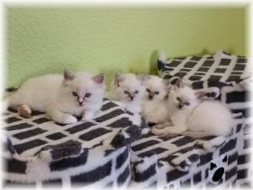 M-Wurf10Wochen (1).jpg