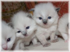 O-Wurf-17Tage (1).jpg