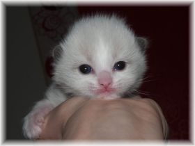 O-Maedchen-Ragdoll-seal-bicolour-2-Wochen.jpg
