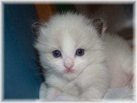 O-Maedchen-Ragdoll-seal-bicolour-3-Wochen.jpg