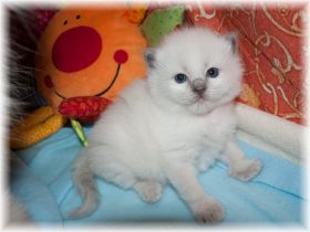 O-Maedchen-Ragdoll-blue-colourpoint-19-Tage4.jpg