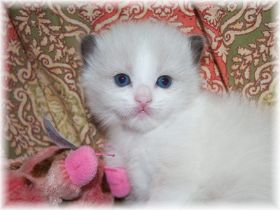 O---Maedchen-Ragdoll-seal-bicolour-19-Tage.jpg