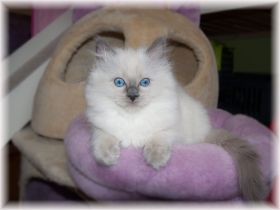 Velvet10Wochenweb (1).jpg