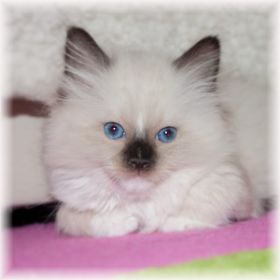 Voodoo8wochen (1).jpg