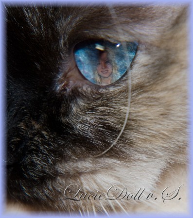 Meine Katzen machen mich glücklich Meine Katzen machen mich glücklich