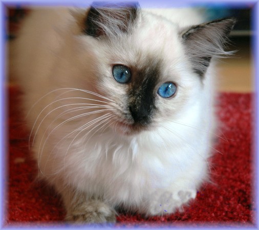 Bijou 14 Wochen alt Bijou 14 Wochen alt